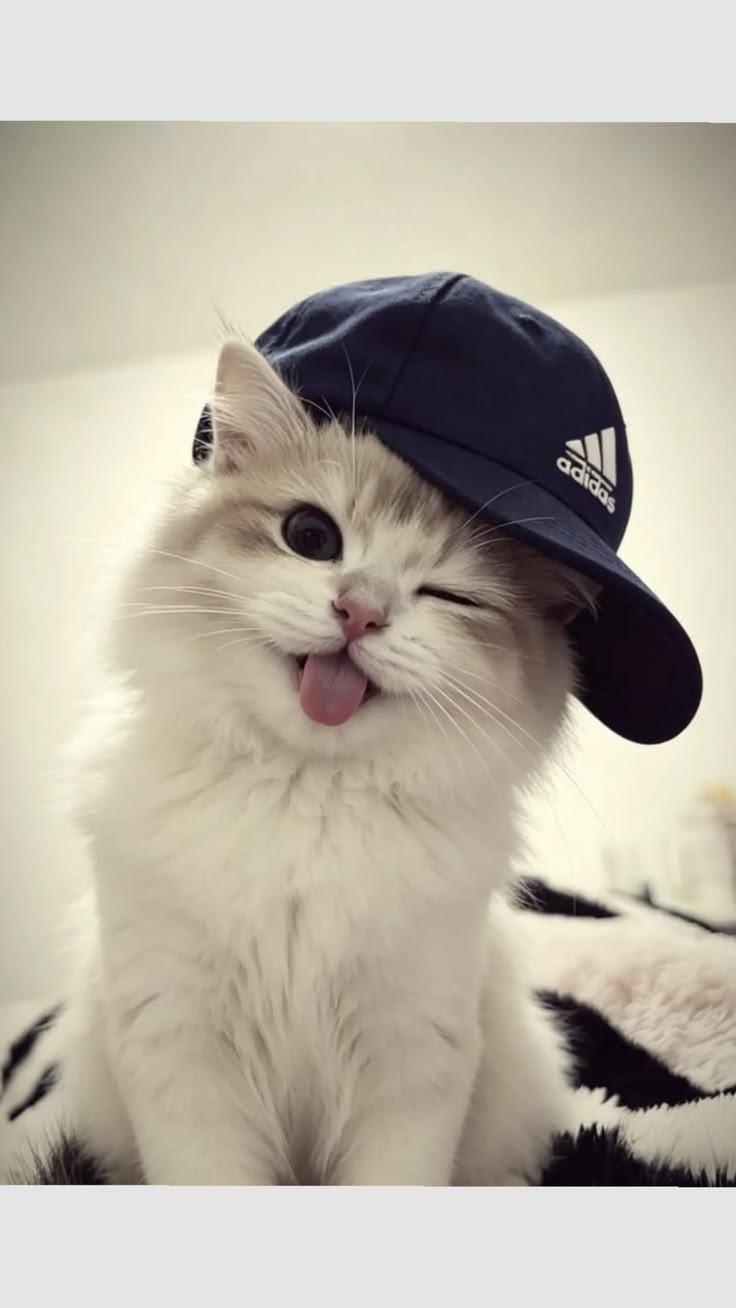 Cats